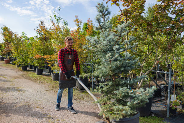 Best Tree Removal Near Me  in Woodacre, CA